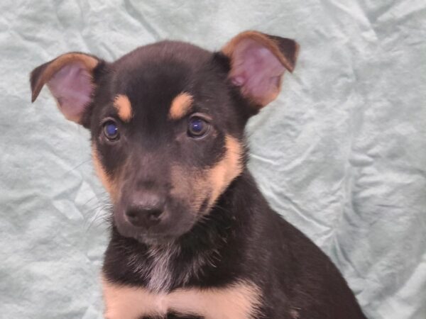 German Shepherd Husky-DOG-Male-Blk&Tan-8853-Petland Rome, Georgia