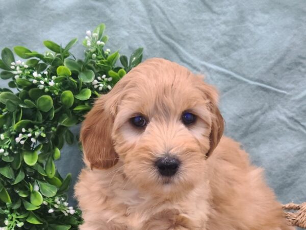 F2B IRISH POO-DOG-Male-RED-8852-Petland Rome, Georgia