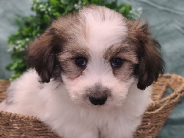 Pomachon-DOG-Male-BROWN WH-8847-Petland Rome, Georgia