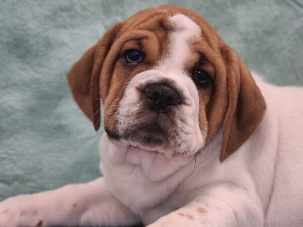 3/4 Beabull-DOG-Male-Brown - Wht-19450-Petland Rome, Georgia