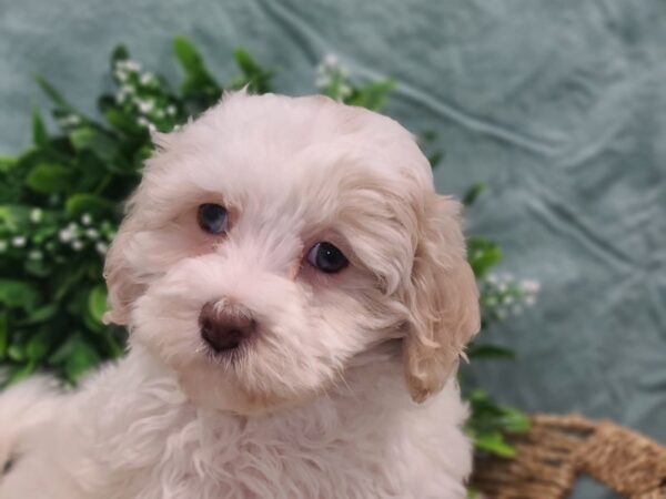 Havapoo-DOG-Male-creme wh-8849-Petland Rome, Georgia