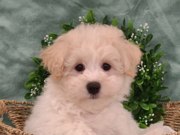 Bichon Frise DOG Female WH 19458 Petland Rome, Georgia