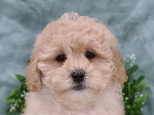 Lhasa Poo DOG Male apricot 19464 Petland Rome, Georgia