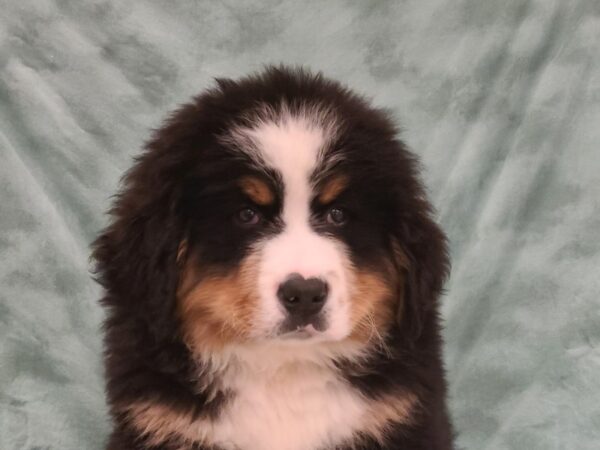 Bernese Mountain Dog DOG Male Blk abd Tan 8859 Petland Rome, Georgia