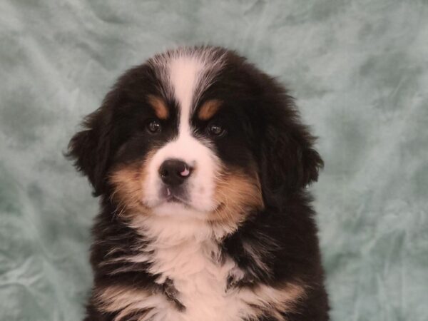 Bernese Mountain Dog-DOG-Male-Blk and Tan-19469-Petland Rome, Georgia