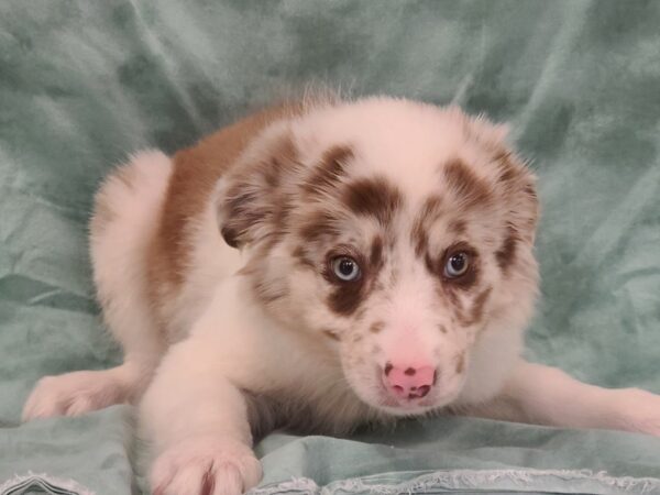 Border Collie DOG Female Red Merle 19455 Petland Rome, Georgia