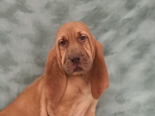 Bloodhound DOG Male Red 19454 Petland Rome, Georgia