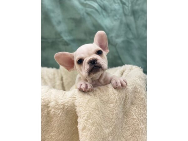 French Bulldog Mix-DOG-Male-CREAM WH-8861-Petland Rome, Georgia