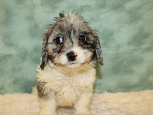 Cavapoo-DOG-Male-BLUE MERLE-8864-Petland Rome, Georgia