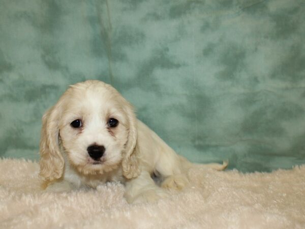 Cockachon-DOG-Female-BUFF WH-8863-Petland Rome, Georgia