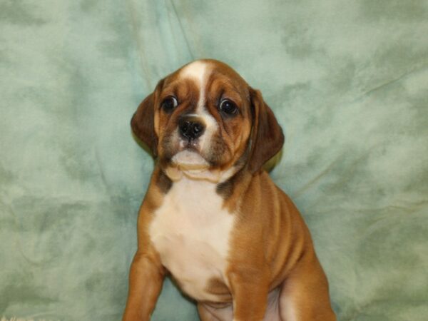 Bull Puggle DOG Female FAWN WH 19475 Petland Rome, Georgia