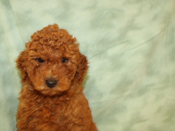 Mini Goldendoodle DOG Male Red 8862 Petland Rome, Georgia