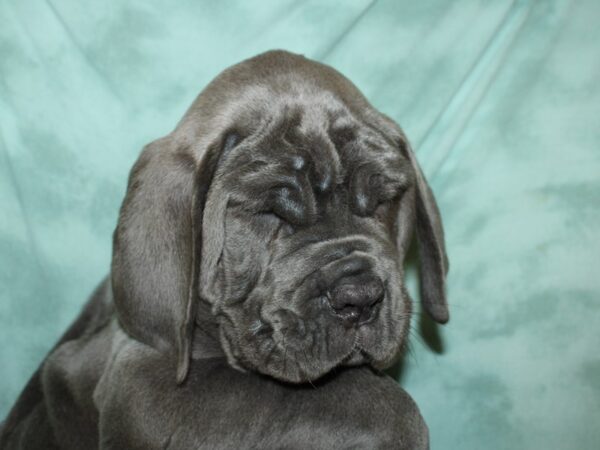 Neapolitan Mastiff DOG Male Blue 19494 Petland Rome, Georgia