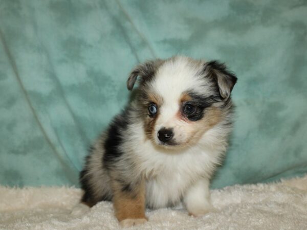 Toy Aussie-DOG-Male-BLUE MERLE-8871-Petland Rome, Georgia