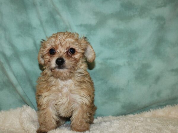 Yochon-DOG-Male-BEIGE-19487-Petland Rome, Georgia