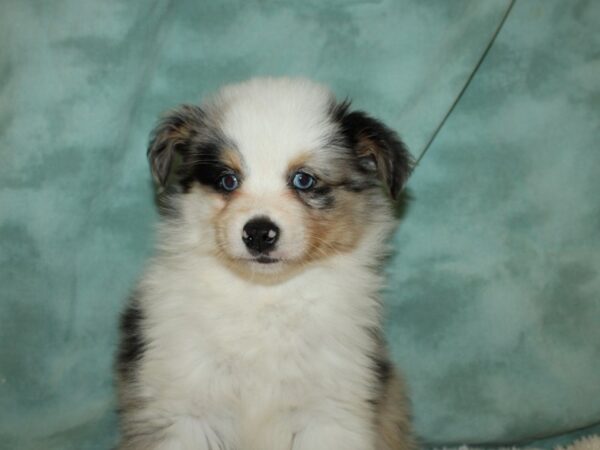 Toy Aussie-DOG-Male-BLUE MERLE-19486-Petland Rome, Georgia