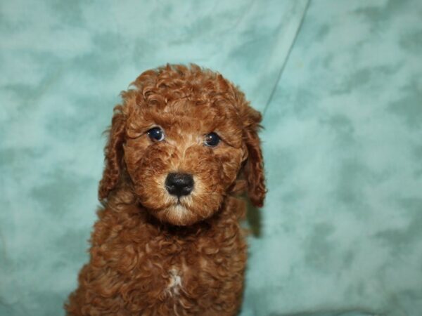 F2 MINI GOLDENDOODLE DOG Female Red 19481 Petland Rome, Georgia