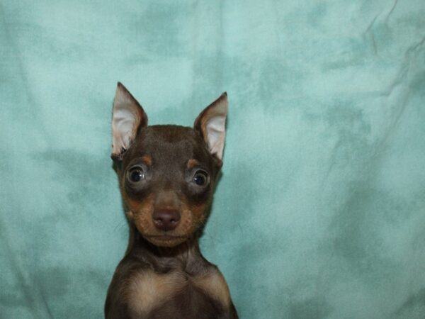 Miniature Pinscher DOG Male Chocolate and Tan 8868 Petland Rome, Georgia