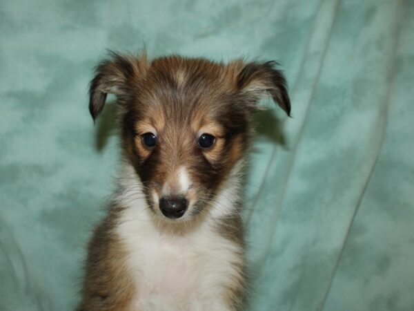 Shetland Sheepdog DOG Male Sable / White 8867 Petland Rome, Georgia