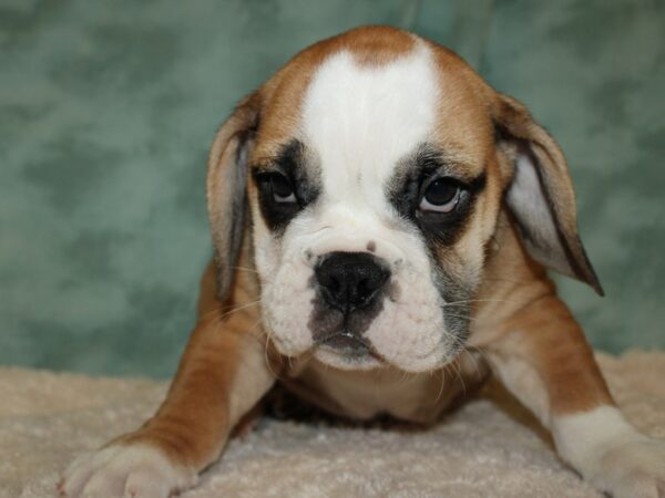 Bulldog/Bulldog-Beagle DOG Female Red / White 19480 Petland Rome, Georgia