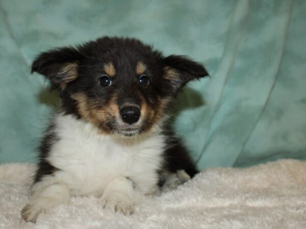 Shetland Sheepdog DOG Male Tri-Colored 19479 Petland Rome, Georgia