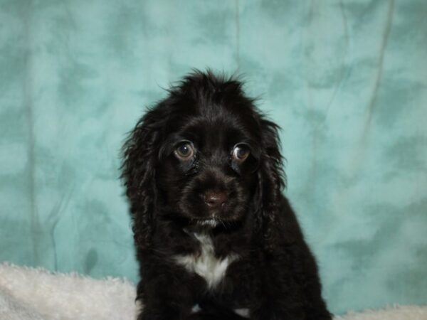 Cocker Spaniel DOG Female CHOC 8881 Petland Rome, Georgia