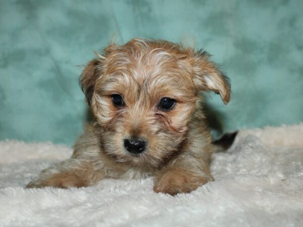 Yochon-DOG-Male-BEIGE-8888-Petland Rome, Georgia