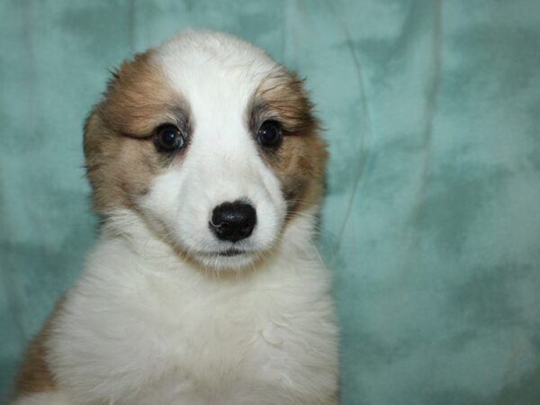 Aussimo DOG Female BROWN WH 8887 Petland Rome, Georgia