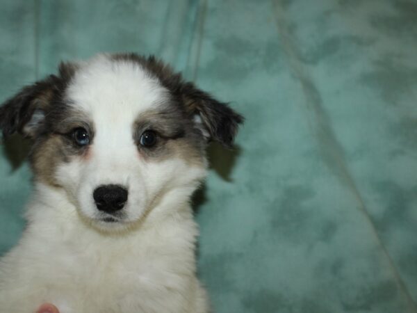 Aussimo DOG Male BROWN WH 19501 Petland Rome, Georgia