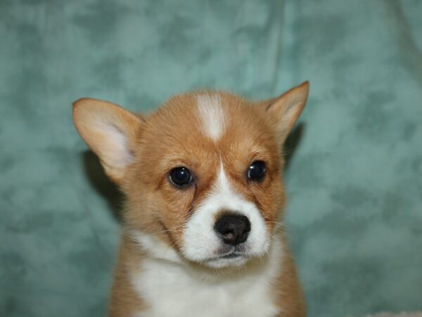 Pembroke Welsh Corgi DOG Male RED WH 19500 Petland Rome, Georgia