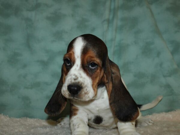 Basset Hound DOG Female TRI 19499 Petland Rome, Georgia