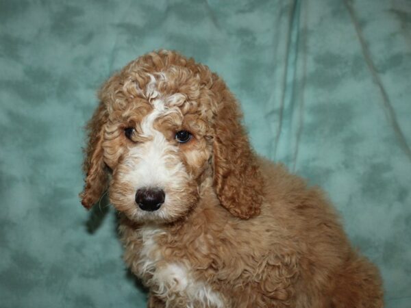 Standard Goldendoodle DOG Female Cream 19496 Petland Rome, Georgia