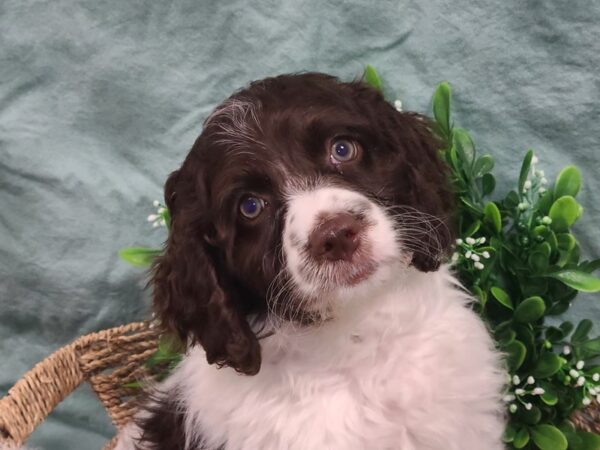 COCK A DOODLE-DOG-Male-CHOC WH-19508-Petland Rome, Georgia