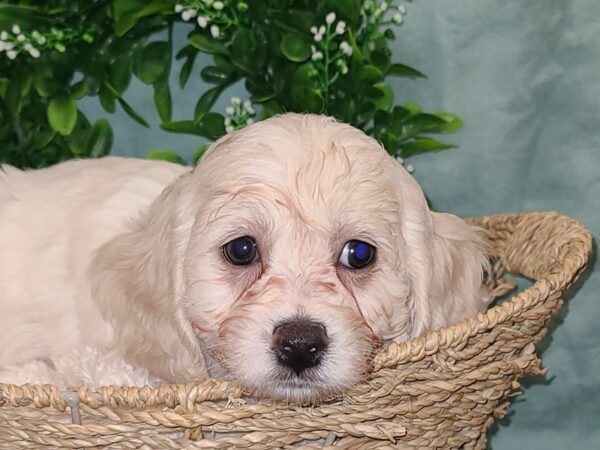 Cock A Poo-DOG-Female-PARTY MERLE-19510-Petland Rome, Georgia