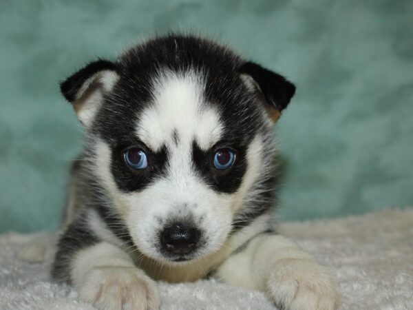 Huskimo DOG Female BLK WHITE 19536 Petland Rome, Georgia