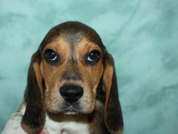 Beagle DOG Male Black Fawn and White 19512 Petland Rome, Georgia