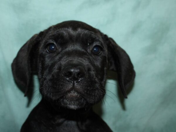 Cane Corso-DOG-Female-Brindle-19516-Petland Rome, Georgia