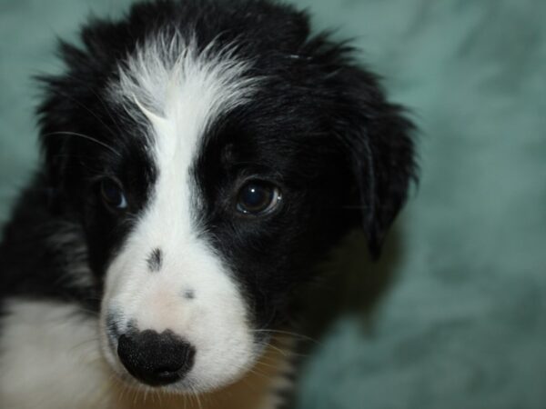 Border Collie-DOG-Female-Black and White-8910-Petland Rome, Georgia