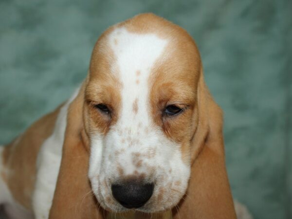 Basset Hound DOG Male Lemon and White 8911 Petland Rome, Georgia