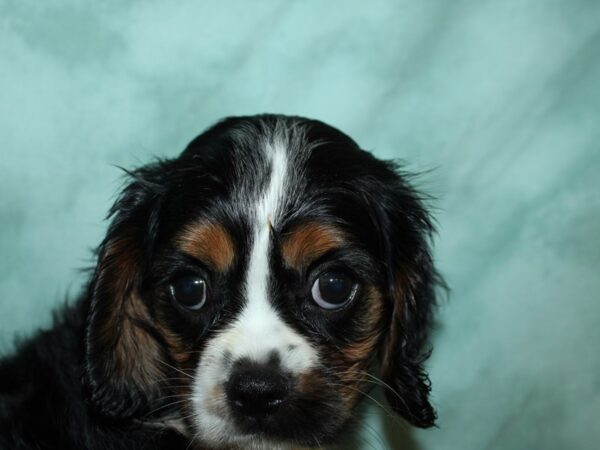 Cavalier King Charles Spaniel DOG Female Tri-color 19537 Petland Rome, Georgia