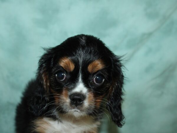 Cavalier King Charles Spaniel DOG Female Tri-color 19538 Petland Rome, Georgia