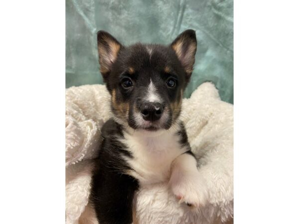 Pembroke Welsh Corgi DOG Female BLK WH 8907 Petland Rome, Georgia