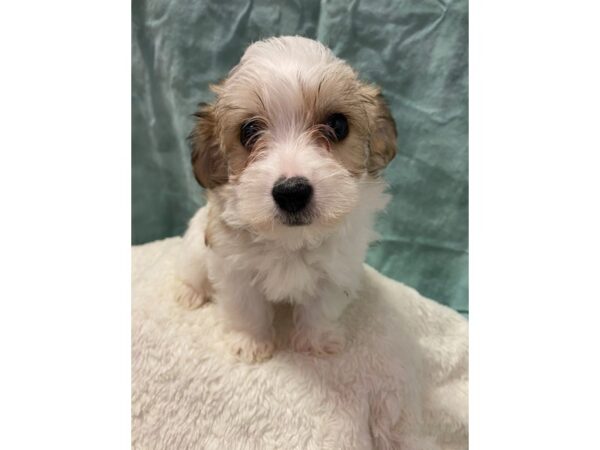 Morkie DOG Female BROWN WHITE 8905 Petland Rome, Georgia