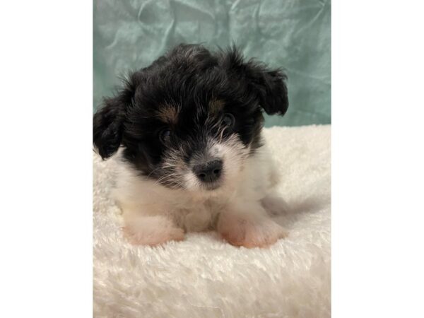 Pomachon-DOG-Male-BLK WHITE-8903-Petland Rome, Georgia