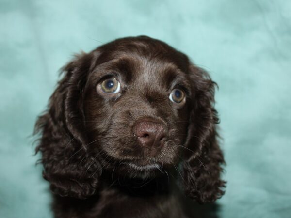 Chiweenie-DOG-Female-CHOC-8917-Petland Rome, Georgia