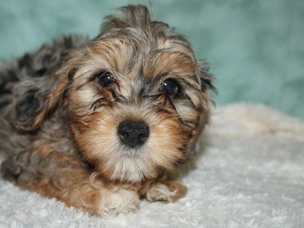 Yorkie Poo-DOG-Male-BLUEMERLETAN-19549-Petland Rome, Georgia