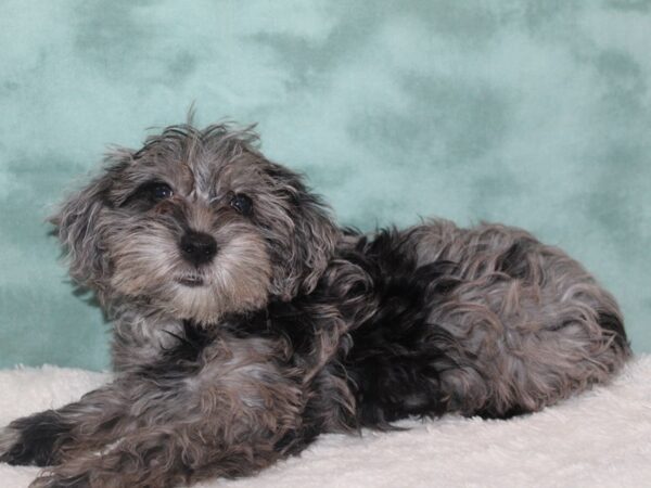 Yorkiepoo DOG Female BLUE MERLE 8926 Petland Rome, Georgia