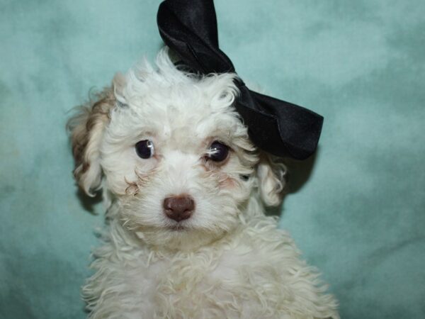 Poo Chon-DOG-Female-BLK WH-19564-Petland Rome, Georgia