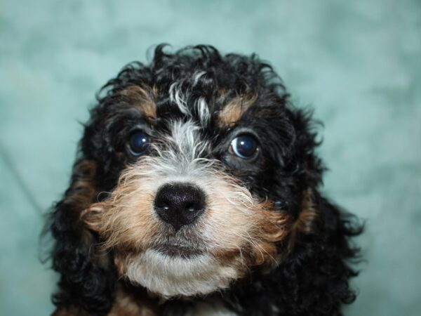 Bernadoodle-DOG-Female-BLK TRI-19565-Petland Rome, Georgia