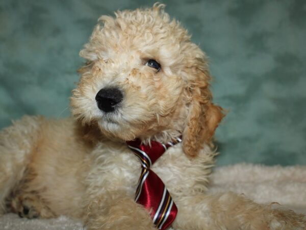 Standard Poodle DOG Male Cream 19559 Petland Rome, Georgia